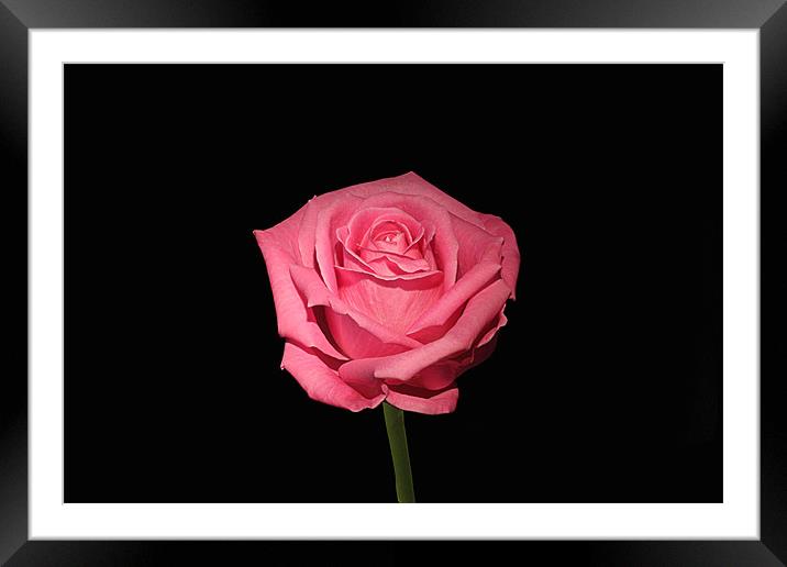 Pink Rose On Black Framed Mounted Print by Philip Dunk
