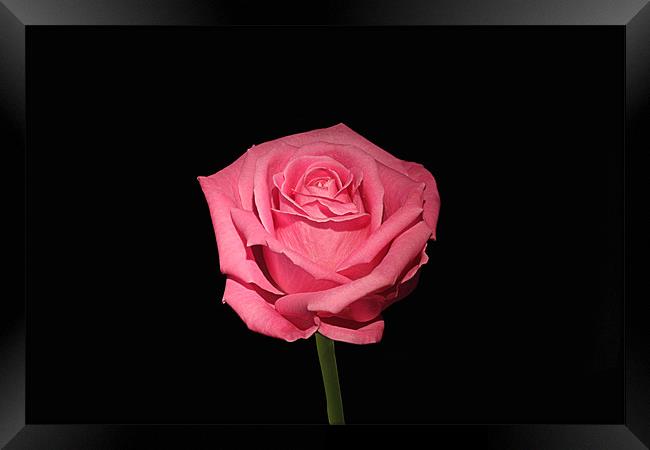Pink Rose On Black Framed Print by Philip Dunk
