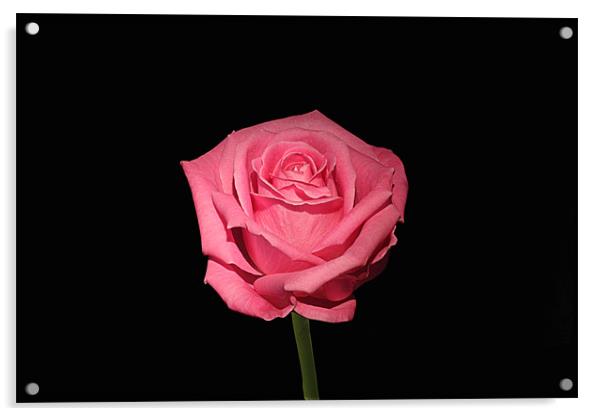 Pink Rose On Black Acrylic by Philip Dunk