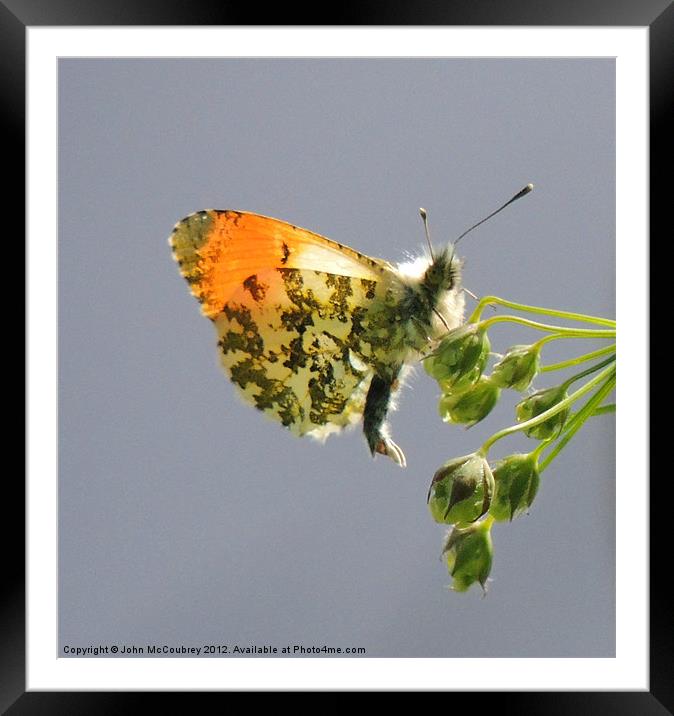 Orange-Tip Butterfly Framed Mounted Print by John McCoubrey