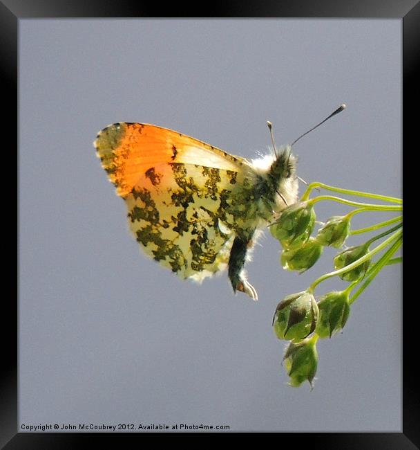 Orange-Tip Butterfly Framed Print by John McCoubrey