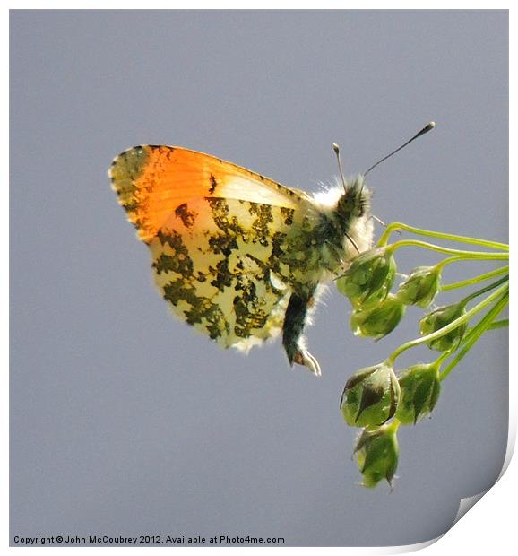 Orange-Tip Butterfly Print by John McCoubrey