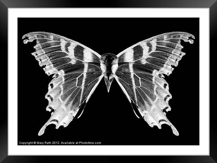 Wings and Skull #5 Framed Mounted Print by Mary Rath