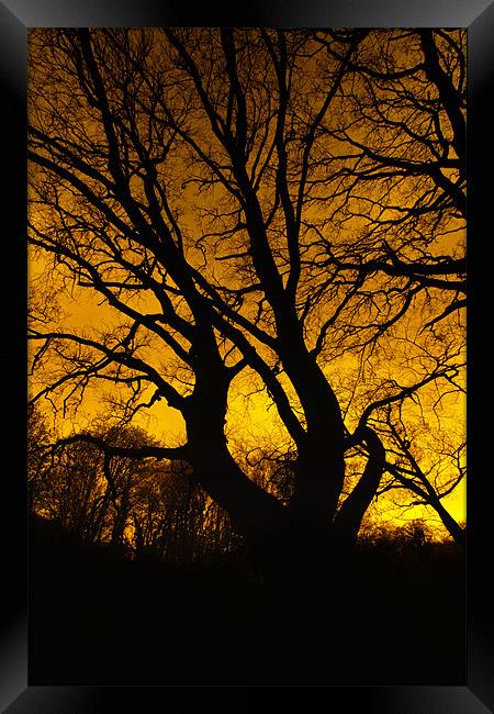 tree silhouette Framed Print by Northeast Images