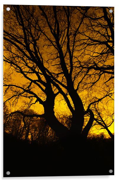 tree silhouette Acrylic by Northeast Images