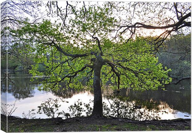 Tree by lake Canvas Print by michelle rook
