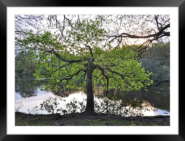 Tree by lake Framed Mounted Print by michelle rook