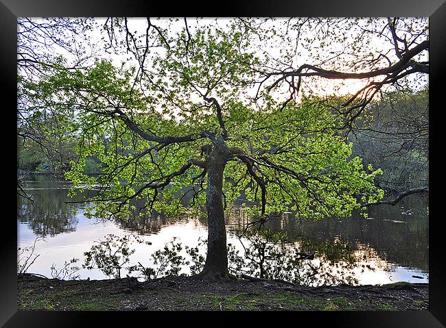 Tree by lake Framed Print by michelle rook