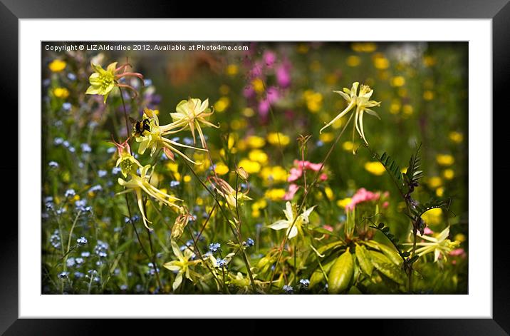 A Dance of Flowers Framed Mounted Print by LIZ Alderdice