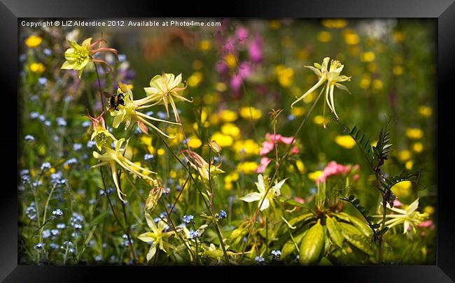 A Dance of Flowers Framed Print by LIZ Alderdice