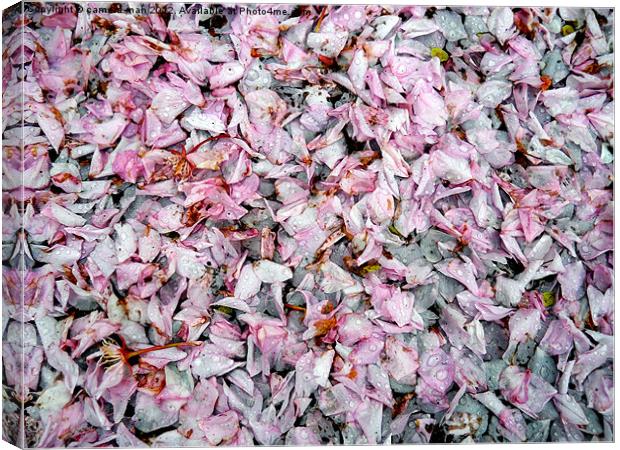 Cherry petals Canvas Print by camera man