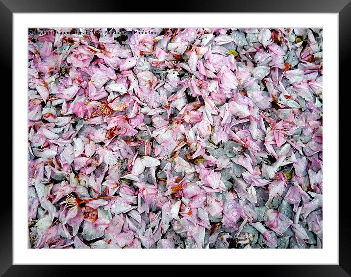 Cherry petals Framed Mounted Print by camera man