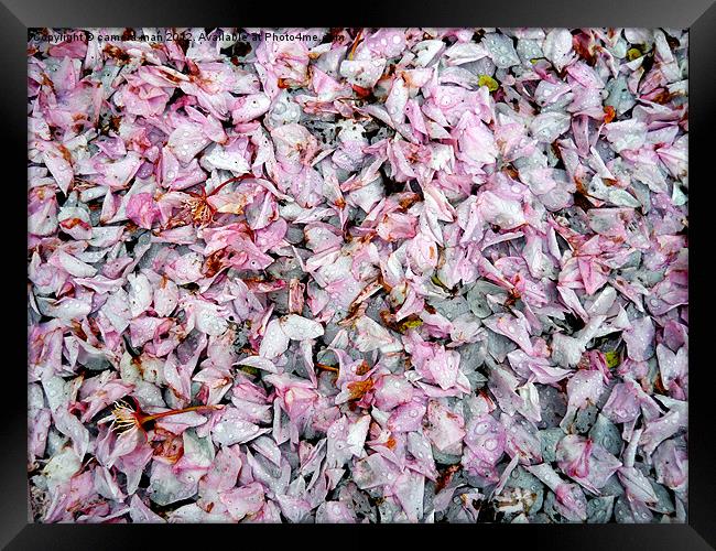 Cherry petals Framed Print by camera man