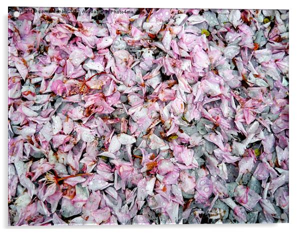 Cherry petals Acrylic by camera man