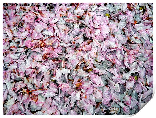 Cherry petals Print by camera man