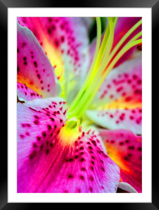 Pink Lily Framed Mounted Print by Andy Evans Photos