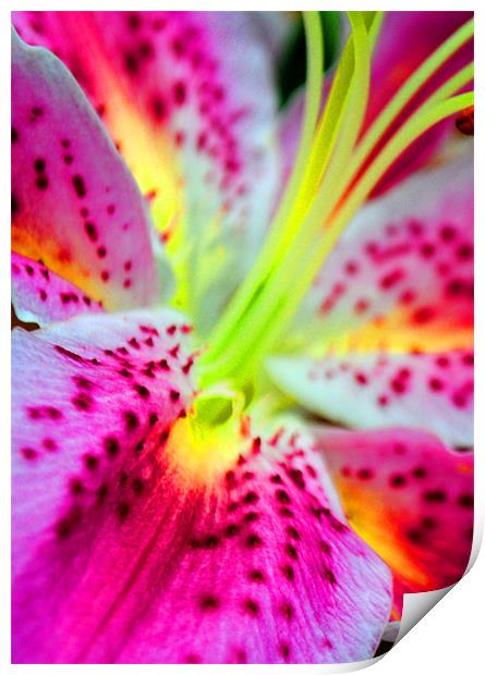 Pink Lily Print by Andy Evans Photos