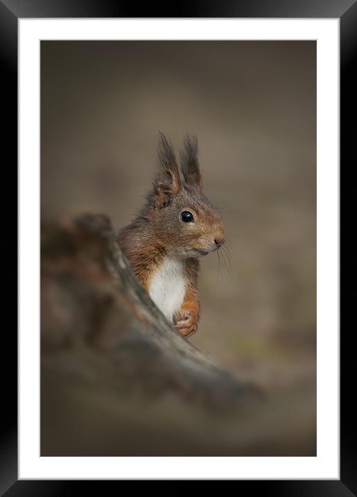 Red Squirrel Framed Mounted Print by Natures' Canvas: Wall Art  & Prints by Andy Astbury
