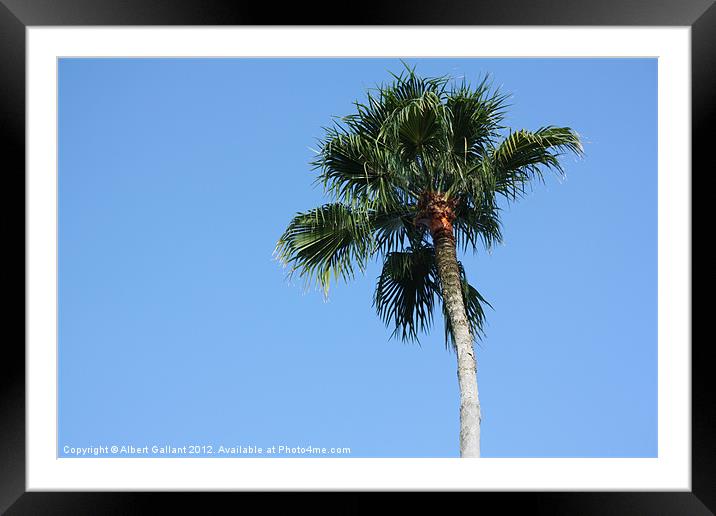 Palm Tree Framed Mounted Print by Albert Gallant