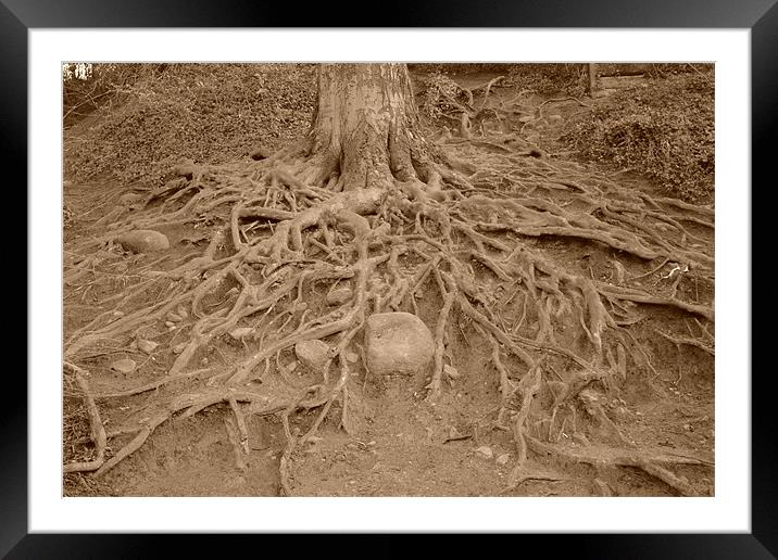Creepy Tree Roots, Cramond, Lothian Framed Mounted Print by callum hamilton