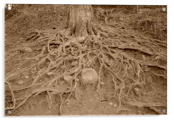 Creepy Tree Roots, Cramond, Lothian Acrylic by callum hamilton