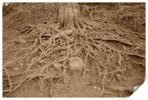 Creepy Tree Roots, Cramond, Lothian Print by callum hamilton