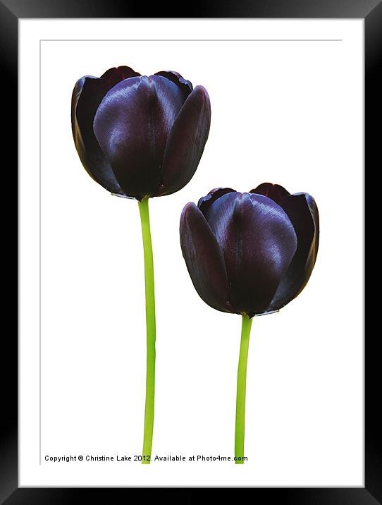 Black Tulips Framed Mounted Print by Christine Lake