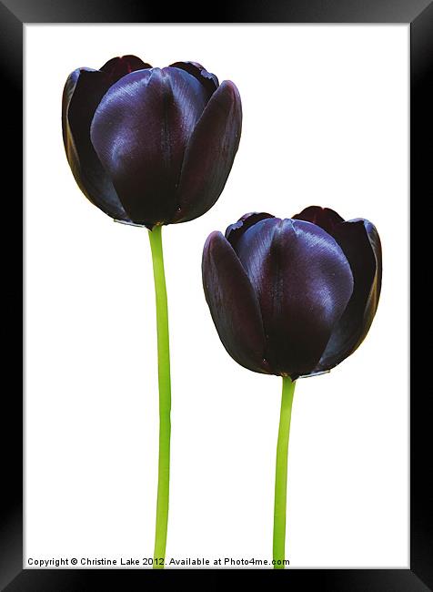 Black Tulips Framed Print by Christine Lake