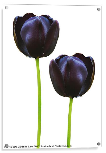 Black Tulips Acrylic by Christine Lake