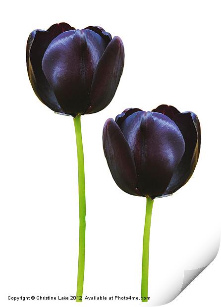 Black Tulips Print by Christine Lake
