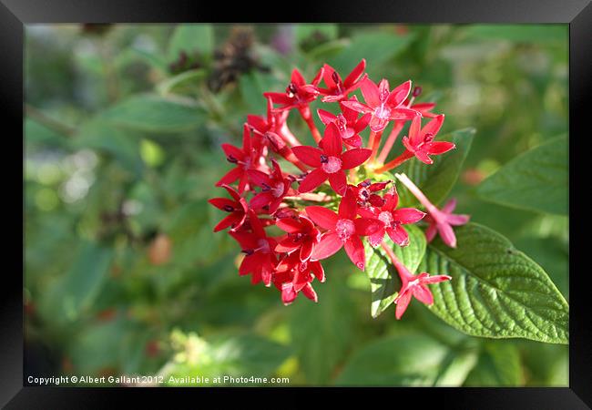 Florida flowers Framed Print by Albert Gallant