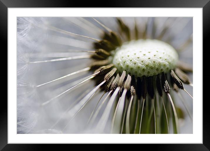 Dandy Framed Mounted Print by Mary Lane