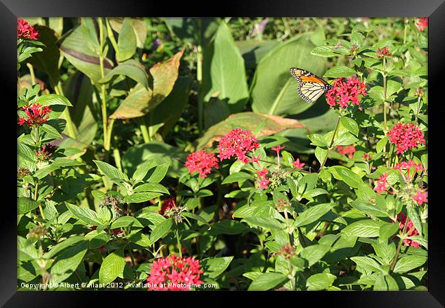 Of flowers and butterflies. Framed Print by Albert Gallant