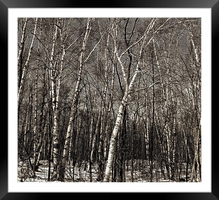 Birch Trees Framed Mounted Print by Mary Lane