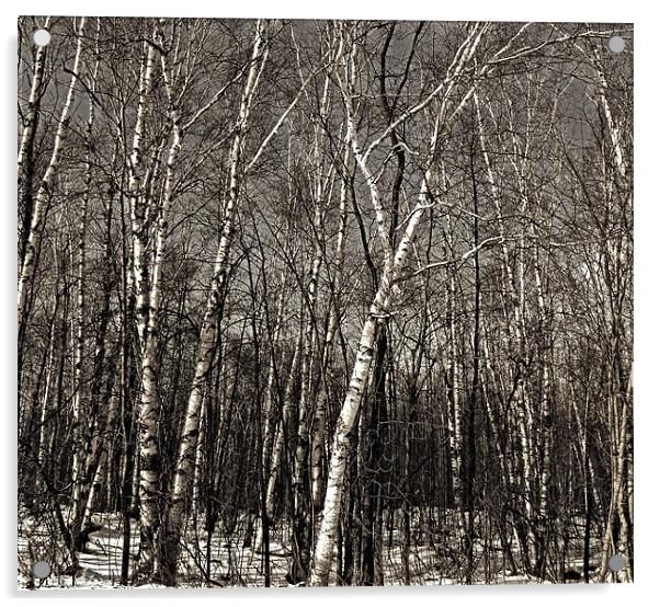 Birch Trees Acrylic by Mary Lane