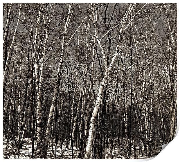 Birch Trees Print by Mary Lane