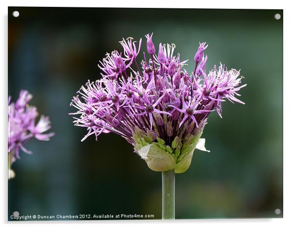 Purple Allium Acrylic by Duncan Chambers