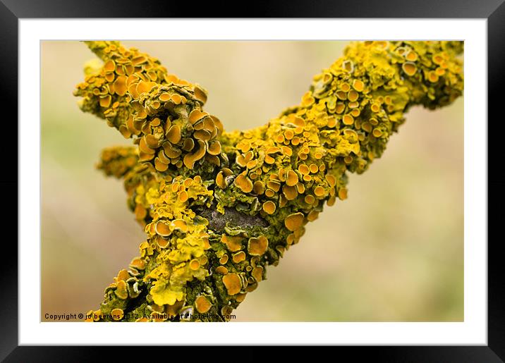 lichen Framed Mounted Print by Jo Beerens