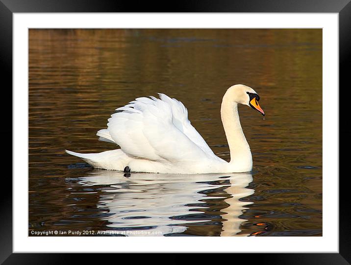 Swan cruising on lake Framed Mounted Print by Ian Purdy