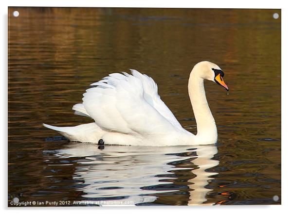 Swan cruising on lake Acrylic by Ian Purdy