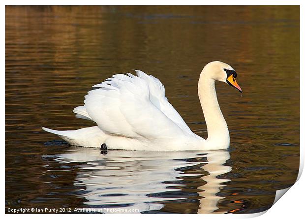Swan cruising on lake Print by Ian Purdy