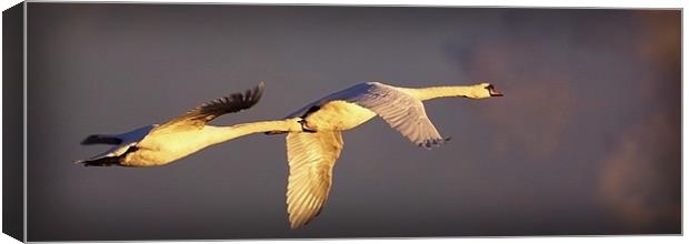 FLIGHT OF THE SWANS Canvas Print by Anthony R Dudley (LRPS)