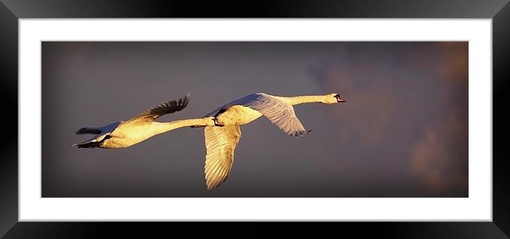 FLIGHT OF THE SWANS Framed Mounted Print by Anthony R Dudley (LRPS)