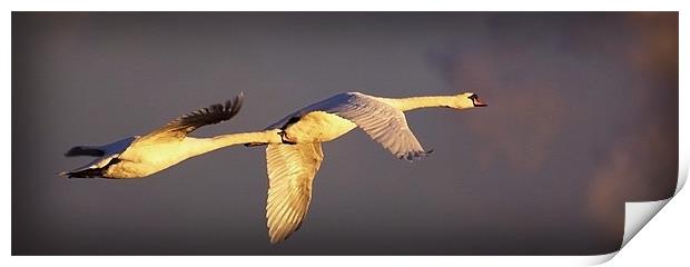 FLIGHT OF THE SWANS Print by Anthony R Dudley (LRPS)