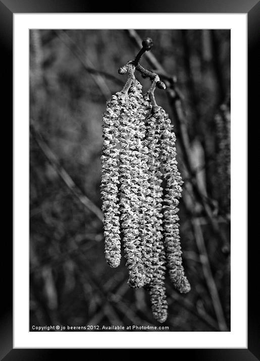 catkins Framed Mounted Print by Jo Beerens
