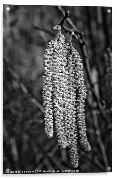 catkins Acrylic by Jo Beerens