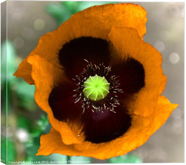 the poppy, flower of rememberance 2 Canvas Print by linda cook