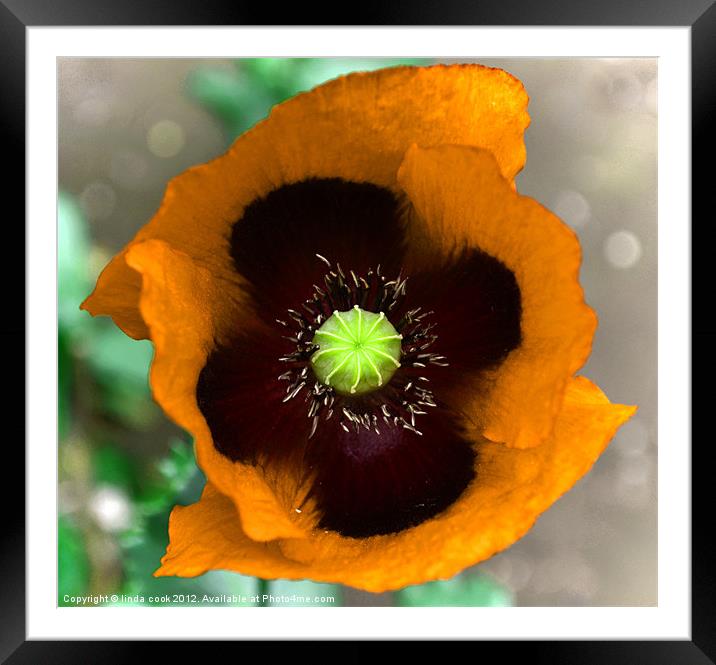 the poppy, flower of rememberance 2 Framed Mounted Print by linda cook
