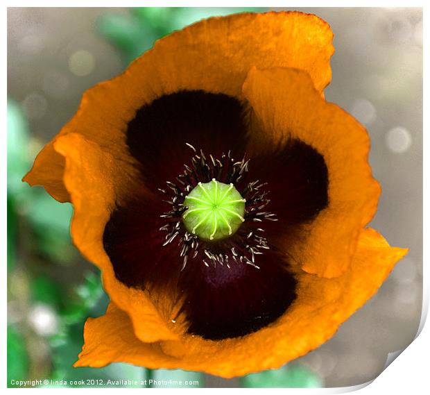 the poppy, flower of rememberance 2 Print by linda cook