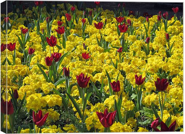 Red and yellow flowers. Canvas Print by Maggie Jones